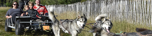 Faire du Cani-kart