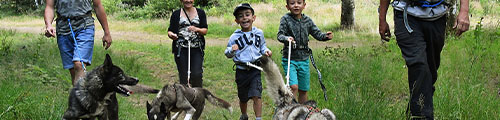 Faire de la Cani-marche
